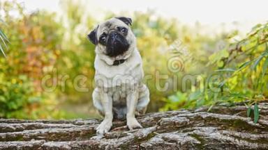 一只可爱的狗在森林里坐在一根木头上。 帕格在公园里散步，看着摄像机